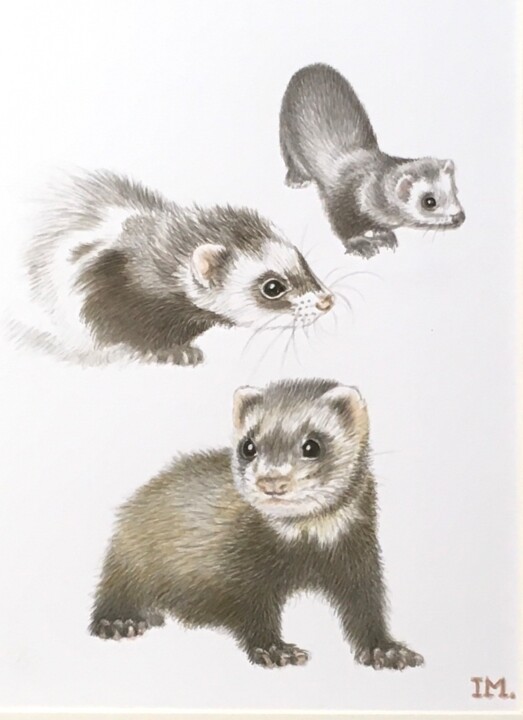 Painting titled "Le furet" by Isabelle Molinard, Original Artwork, Watercolor