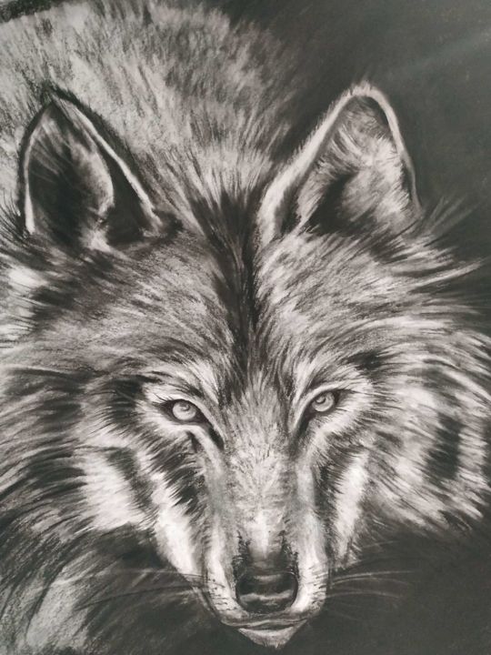 Dessin intitulée "Loup gris" par Virginie Isfaoui, Œuvre d'art originale, Fusain