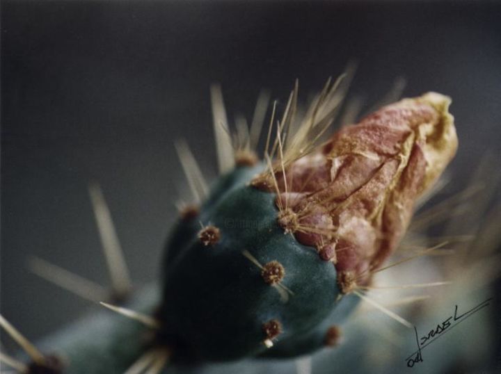 Fotografía titulada "Flor de tuna" por Israel Valdes Huerta, Obra de arte original