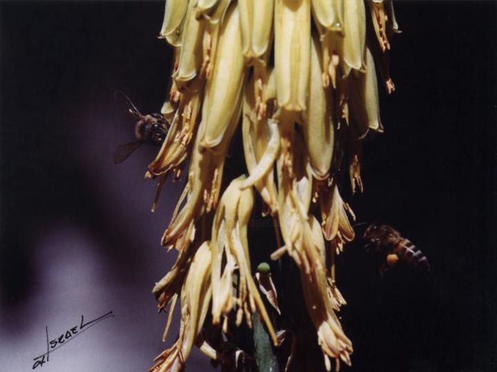 Fotografia intitulada "Juntando polen" por Israel Valdes Huerta, Obras de arte originais