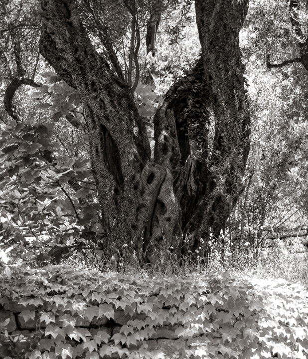 Photography titled "Old olive tree" by Iurii Baklykov, Original Artwork, Digital Photography