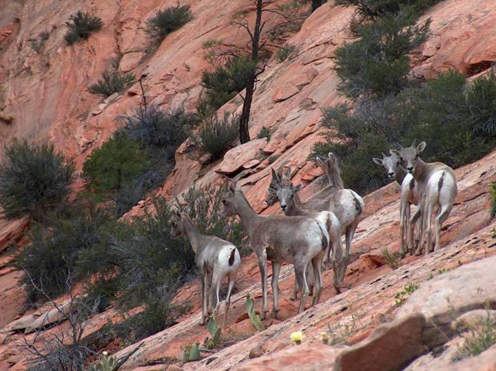 Fotografia zatytułowany „Zion freedom” autorstwa Iva Geo, Oryginalna praca, Fotografia filmowa