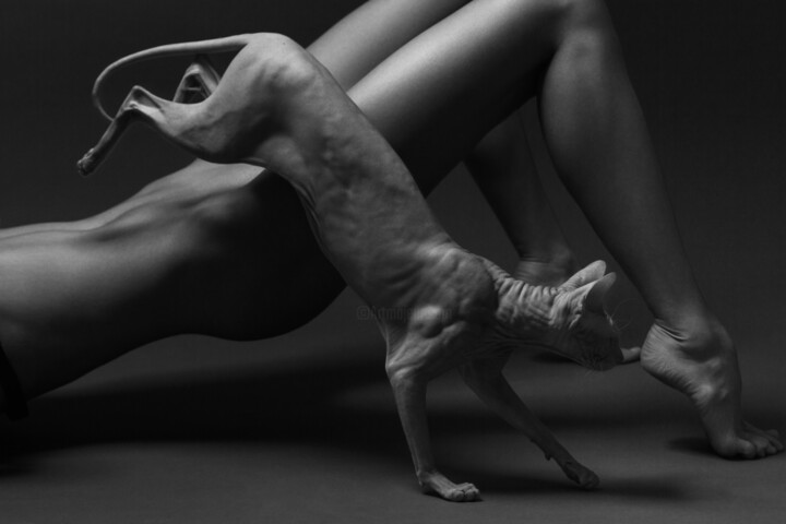 Photographie intitulée "Pussys 2" par Ivan Cheremisin, Œuvre d'art originale, Photographie numérique