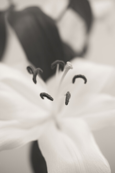 Photographie intitulée "White Lily" par Ivan Cordoba, Œuvre d'art originale, Photographie numérique