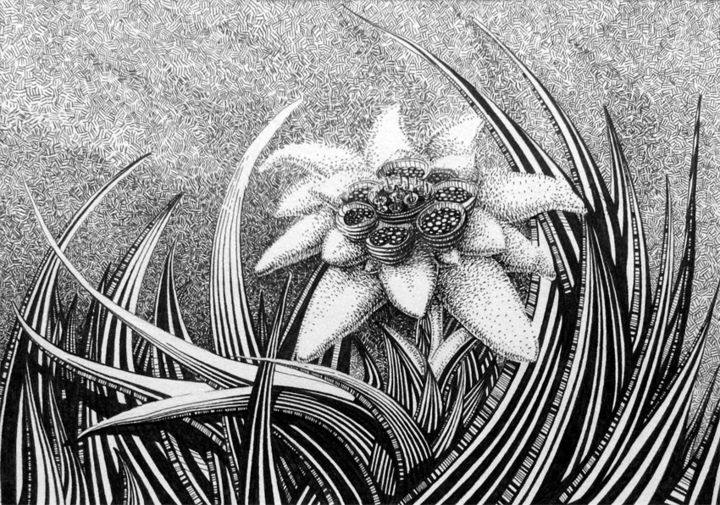 Drawing titled "edelweiss" by Ivanna Shmeleva, Original Artwork, Ink