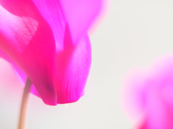 Fotografie getiteld "Sanfte Blume in Pink" door J. Alfred Lindenthal, Origineel Kunstwerk, Digitale fotografie
