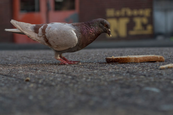 Fotografia zatytułowany „Dove eating bread” autorstwa Jorge Baptista Alves, Oryginalna praca, Fotografia cyfrowa