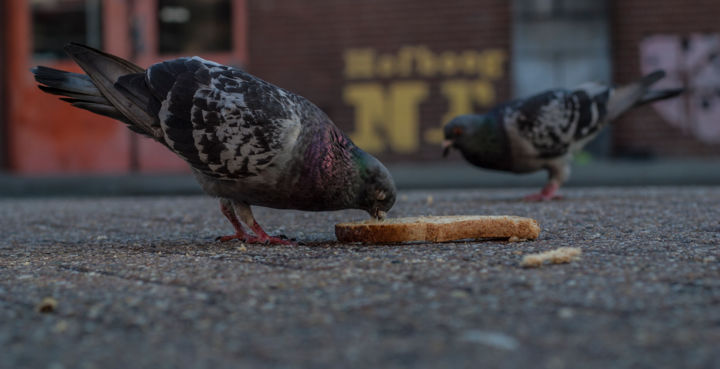 Fotografia zatytułowany „Two doves eating br…” autorstwa Jorge Baptista Alves, Oryginalna praca, Fotografia cyfrowa