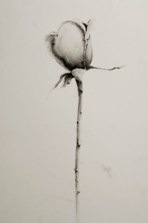 Рисунок под названием "A rose" - John C, Подлинное произведение искусства, Древесный уголь