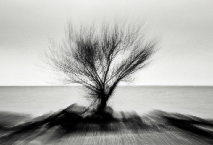 Photography titled "Kiter's Cove Tree" by John Pingree, Original Artwork, Digital Photography