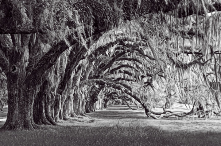 Fotografia intitolato "Plantation Oaks" da John Pingree, Opera d'arte originale, Fotografia digitale