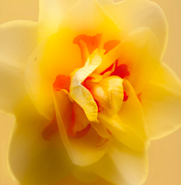Photography titled "Daffodil" by John Pingree, Original Artwork, Digital Photography