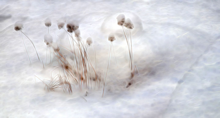 Photography titled "Winter's Whisp" by John Pingree, Original Art, Digital Photography