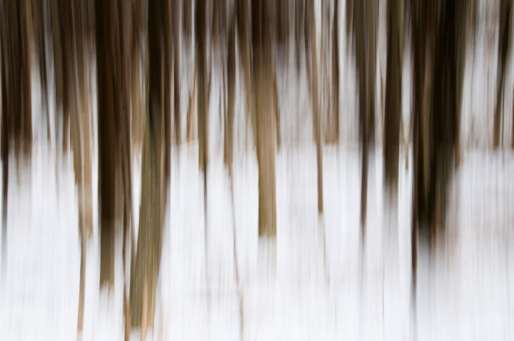 Photographie intitulée "Wintery Wood" par John Pingree, Œuvre d'art originale, Photographie numérique