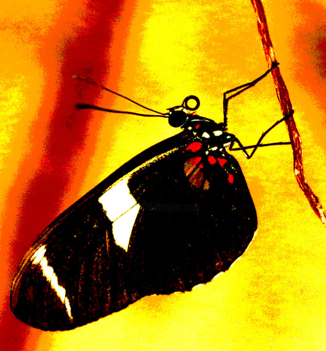Photography titled "Climbing Butterfly" by Jack Welch, Original Artwork, Digital Photography