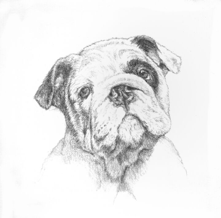 Drawing titled "Bébé bulldog" by Jacek Ciecierski, Original Artwork, Pencil