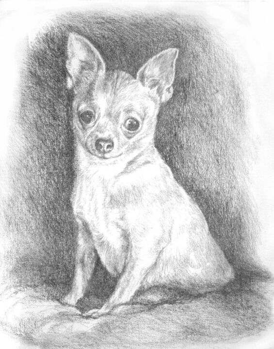 Σχέδιο με τίτλο "Chihuahua" από Jacek Ciecierski, Αυθεντικά έργα τέχνης, Μολύβι