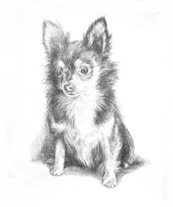 Dessin intitulée "Chihuahua longes po…" par Jacek Ciecierski, Œuvre d'art originale, Crayon