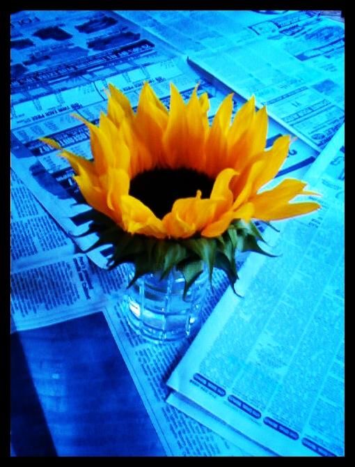 Photographie intitulée "Sunflower" par Jack-Caine Silverman, Œuvre d'art originale