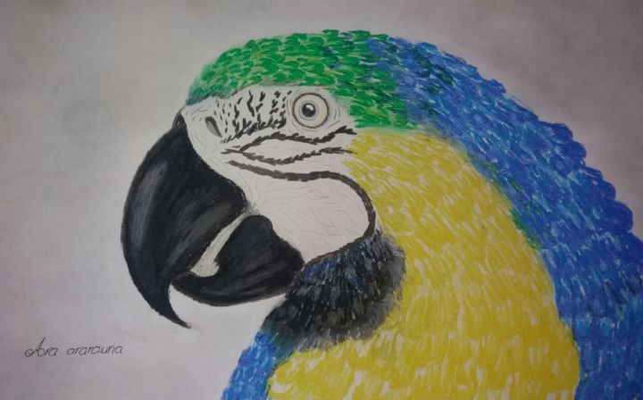 Desenho intitulada "Papagayo (Ara sp.)" por Jacki Lp, Obras de arte originais, Pastel