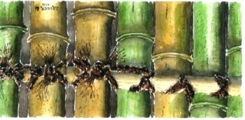 Pintura titulada "Bambous" por Jacky Roger, Obra de arte original, Oleo