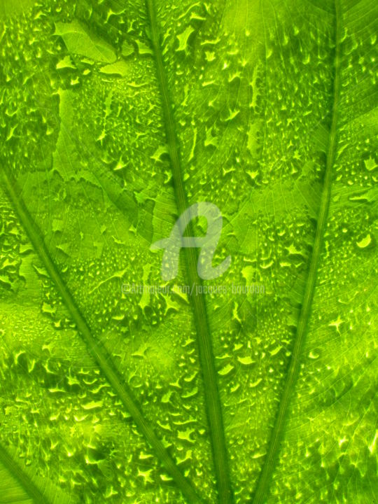 Photographie intitulée "Limbe" par Jacques Bourdon (JAQ), Œuvre d'art originale