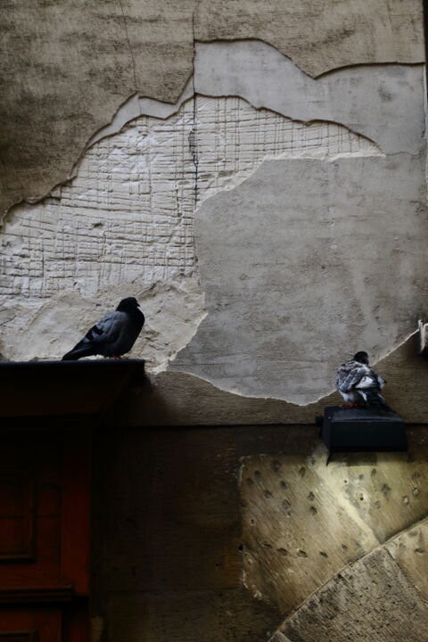 Fotografie mit dem Titel "Parisian pigeons -…" von Jacques Jégo, Original-Kunstwerk