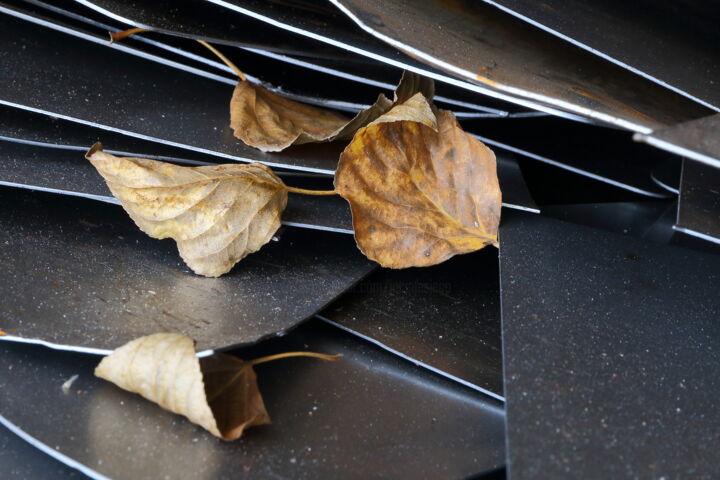 Photographie intitulée "Feuilles et feuille…" par Jacques Jégo, Œuvre d'art originale