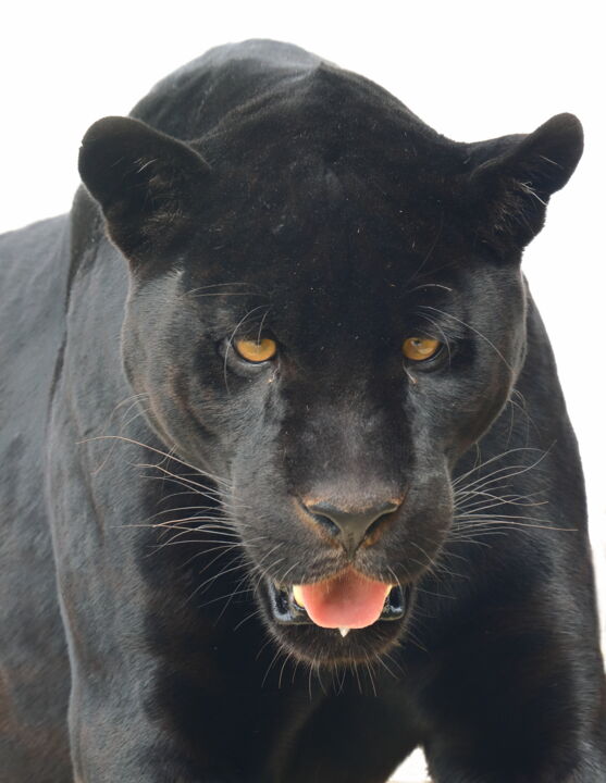 Photography titled "Black power" by Jacques Jégo, Original Artwork, Non Manipulated Photography