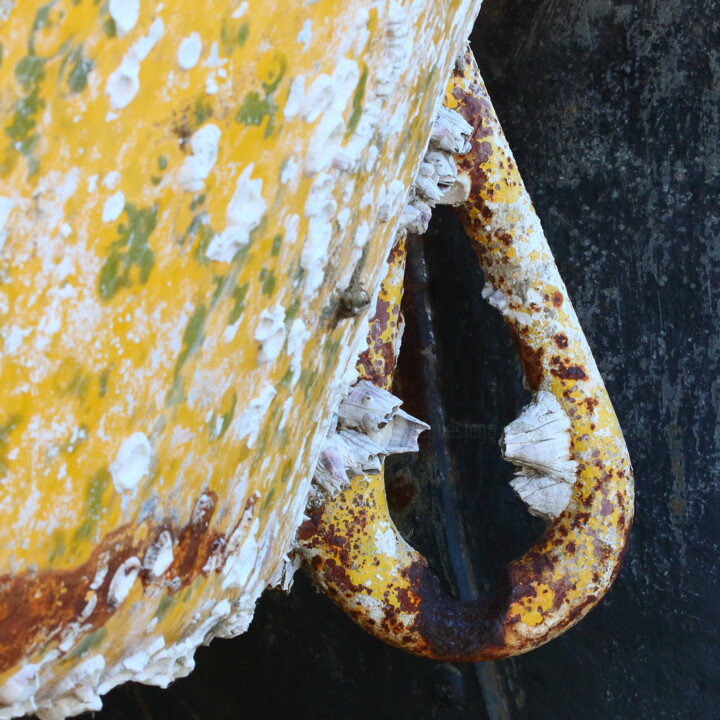 Photographie intitulée "Les coquillages" par Jacques Jégo, Œuvre d'art originale, Photographie non manipulée