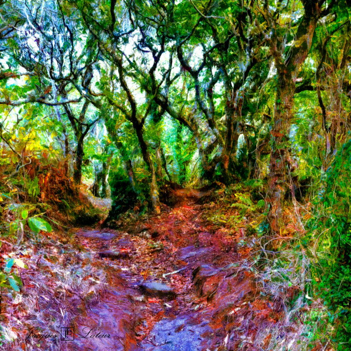 Fotografie mit dem Titel "Forêt des traouïéro…" von Jacques Lateur, Original-Kunstwerk, Digitale Fotografie