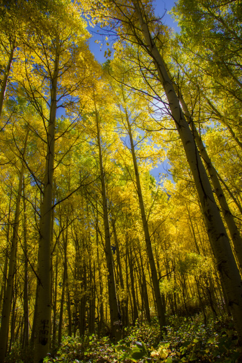 Fotografia intitolato "Aspen" da Jade Holing, Opera d'arte originale, Fotografia digitale