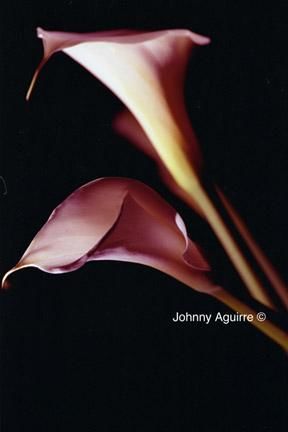 Photography titled "Junto" by Johnny Aguirre, Original Artwork