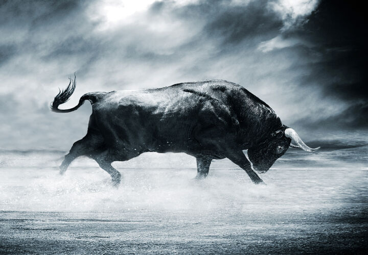 Fotografia intitulada "Toro" por Jaime O'Ryan, Obras de arte originais, Fotografia digital