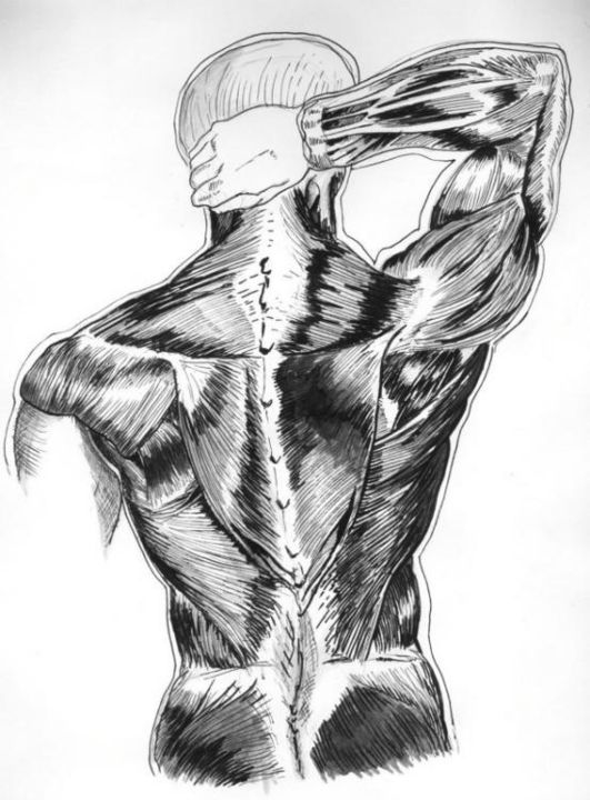 Dessin intitulée "anatomy" par Jamal Janjua, Œuvre d'art originale