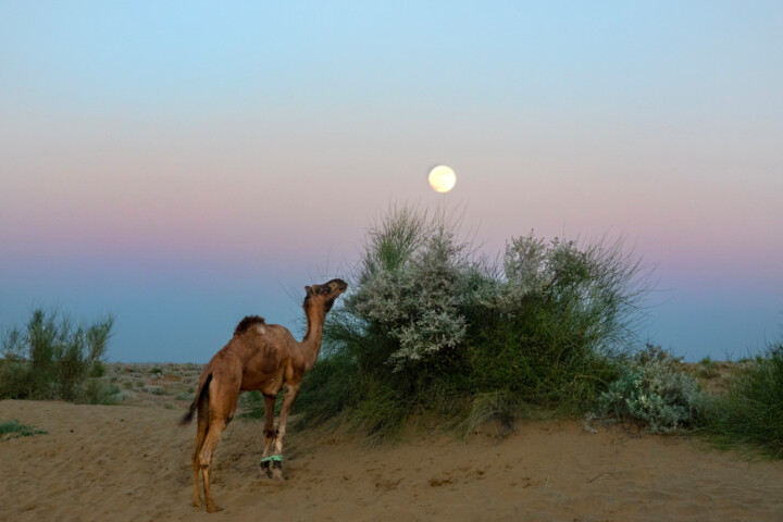 Photographie intitulée "Camel with full moo…" par James Gritz, Œuvre d'art originale, Photographie numérique