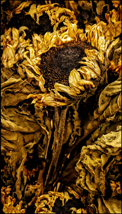 Photography titled "Dried sunflowers" by Jan Schrijver, Original Artwork, Digital Photography
