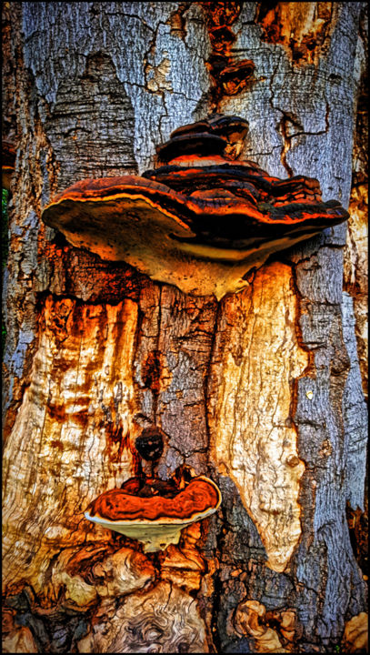 Photography titled "Bracket fungus 2" by Jan Schrijver, Original Artwork, Digital Photography