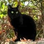 Digital Arts titled "Black Cat" by Jana Perinchief, Original Artwork