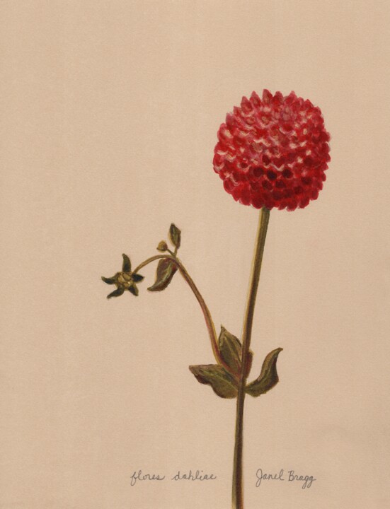 "Red Dahlia Flower" başlıklı Tablo Janel Bragg tarafından, Orijinal sanat, Suluboya