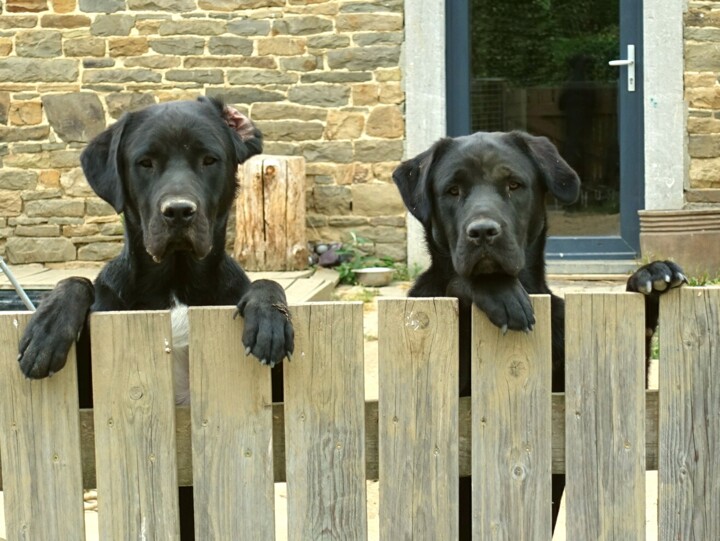 Fotografie mit dem Titel "Attention, chiens c…" von Janie B., Original-Kunstwerk