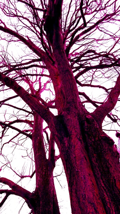 Photography titled "Les arbres rouges.…" by Janie B., Original Artwork, Digital Photography