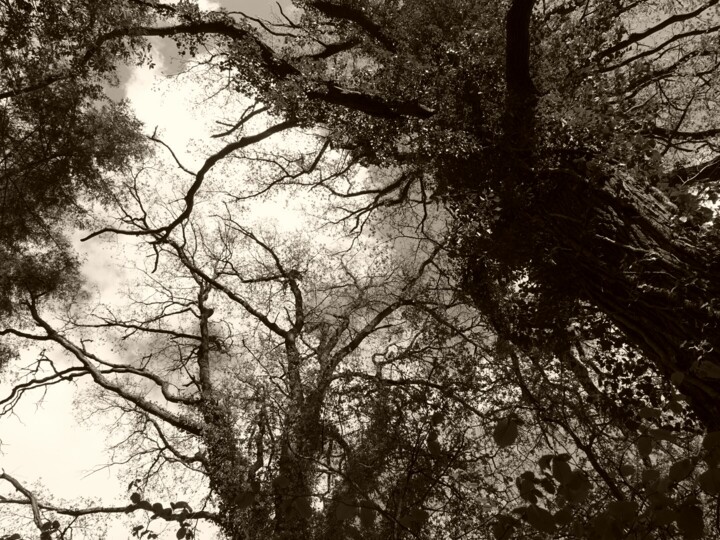 Photography titled "Les arbres.…" by Janie B., Original Artwork, Digital Photography