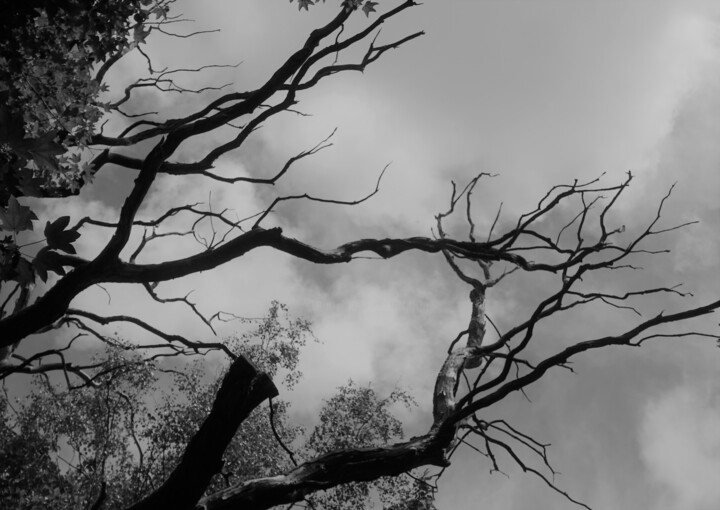 Фотография под названием "Arbre mort." - Janie B., Подлинное произведение искусства, Цифровая фотография