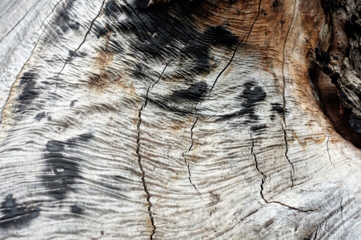 Photographie intitulée "L'arbre brûlé." par Janie B., Œuvre d'art originale, Photographie numérique