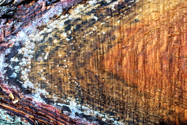 Photographie intitulée "Coupe de bois mouil…" par Janie B., Œuvre d'art originale, Photographie numérique