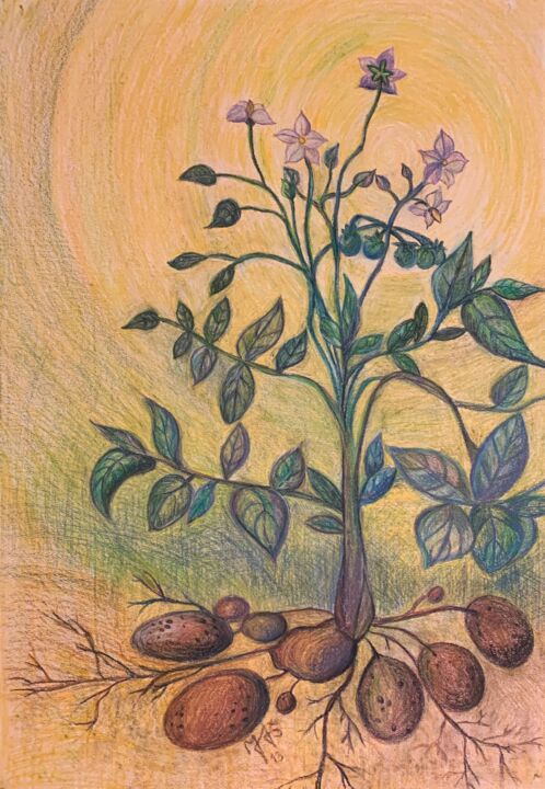 Drawing titled "Potatoes" by Mgr. Janka Anděl Šustrová, Original Artwork, Pastel