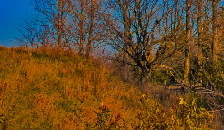 Photography titled "november hillside" by Janos Gardonyi, Original Artwork, Digital Photography