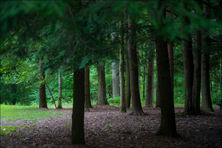 Photographie intitulée "A very old forest" par Janos Gardonyi, Œuvre d'art originale, Photographie numérique