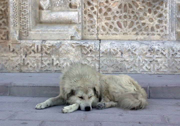 Фотография под названием "SLEEPING DOG BY THE…" - Janos Gardonyi, Подлинное произведение искусства, Цифровая фотография